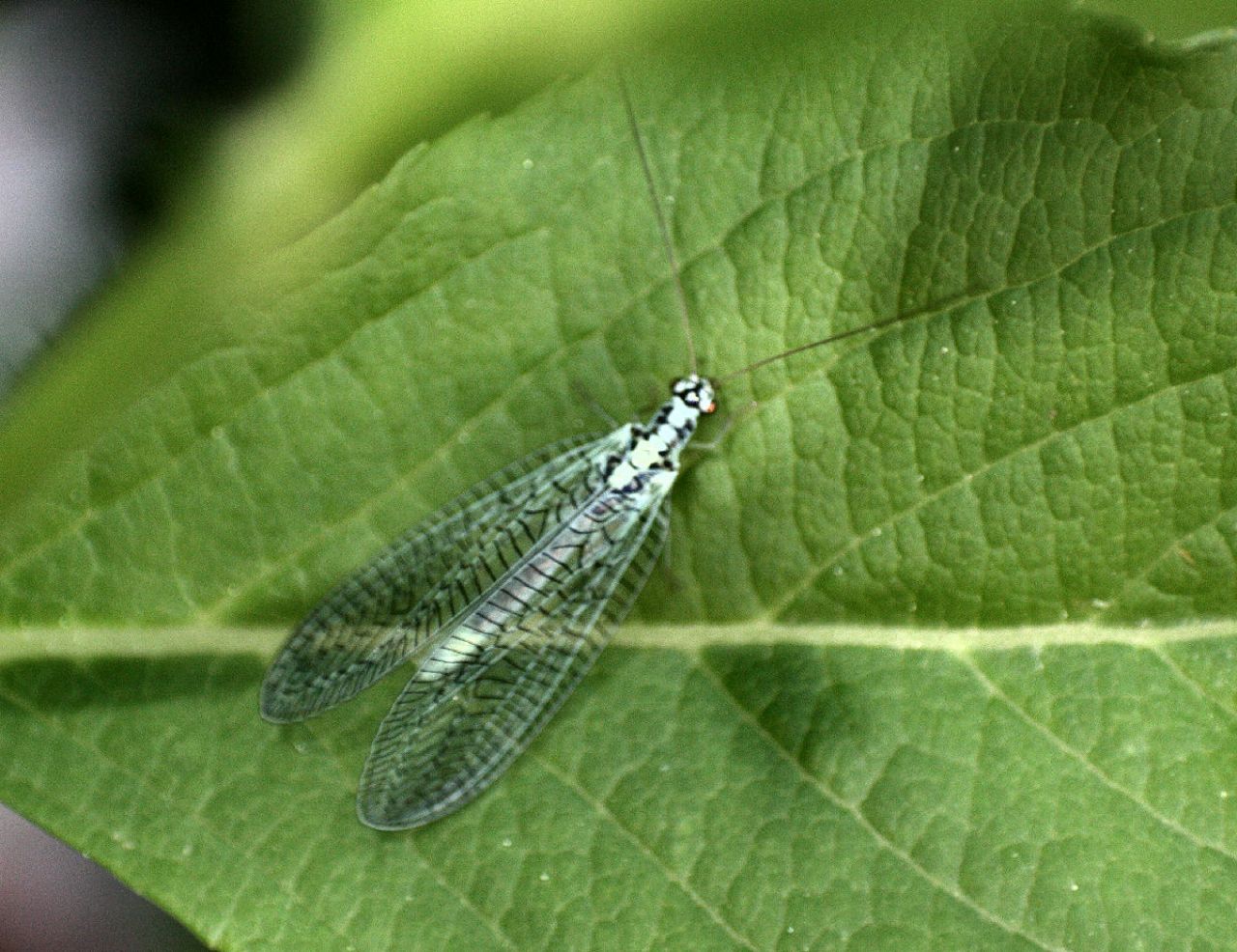 Trichocera ????- no Chrysopa perla, maschio